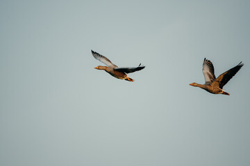 Zwei Graugänse (Anser anser) im Flug, Rieselfelder Münster, Deutschland
