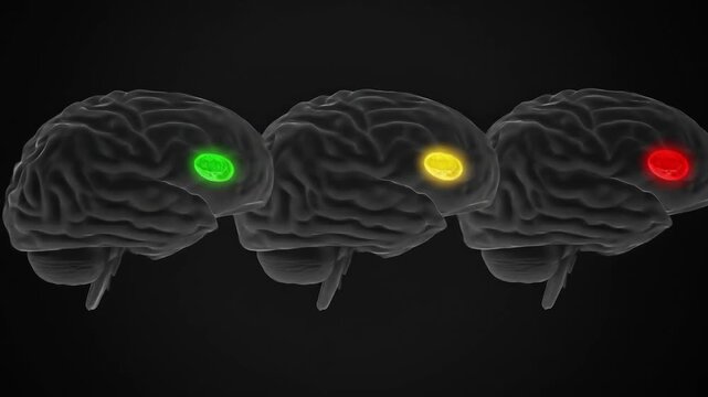 Three stylized human brains with distinct cortical regions highlighted in green, yellow, and red, against a dark background, representing neural activity or brain mapping.