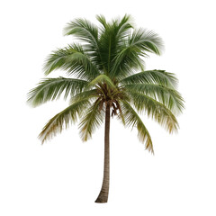 Obraz premium palm tree on white background