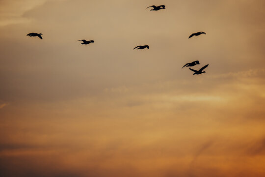 Eine fliegende Gruppe Graug&auml;nse (Anser anser) im Abendrot, Rieselfelder, M&uuml;nster, Deutschland