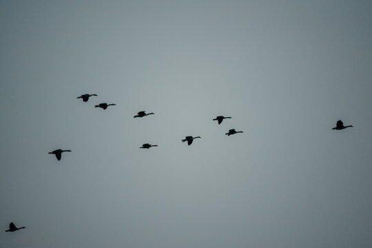 Eine fliegende Gruppe Graug&auml;nse (Anser anser) als Silhouetten im Gegenlicht, Rieselfelder, M&uuml;nster, Deutschland
