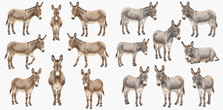 A collection of brown and grey donkey illustrations in various poses, including standing, walking, and lying down.