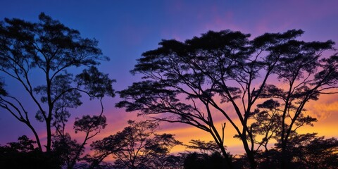 Naklejka premium The enchanting silhouette of trees under a colorful twilight sky.