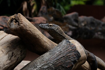 lizard on the tree