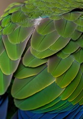 Detailed macro view of vibrant green parrot feathers with subtle color variations