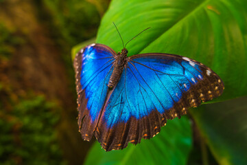 Blue Morpho Butterfly with Open Wings