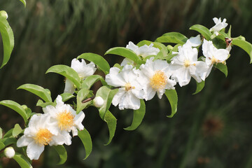 Fried Egg Tree or  Oncoba spinosa Forssk.
