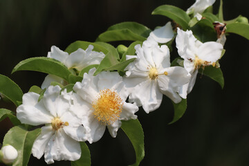 Fried Egg Tree or  Oncoba spinosa Forssk.