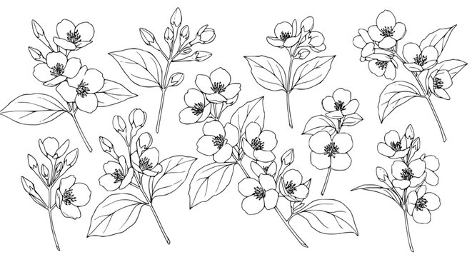 Elegant jasmine flower line art illustration, perfect for sophisticated branding and spring designs