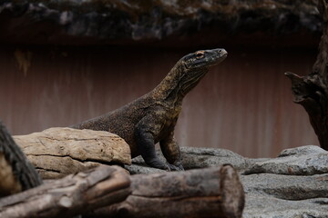 iguana on the tree