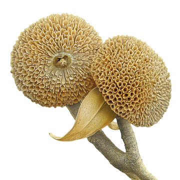 A photo  of Marang (Artocarpus odoratissimus) showcasing warm natural hues and intricate textural details  highlight its exotic appeal