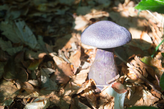 Violet mushroom in the forest, Cortinarius violaceus, violet webcap or violet cort