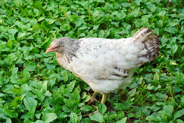 A white chicken is seen foraging for food in a vibrant, green garden. The scene showcases the chicken’s natural behavior and the lush vegetation around it