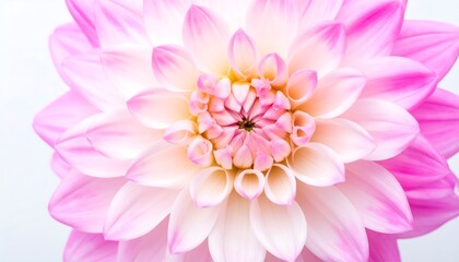 A close-up, detailed view of a beautiful dahlia flower, showcasing the intricate arrangement of delicate, pastel pink and white petals.