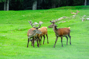 deer in the grass