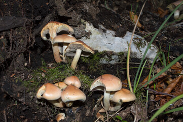 Fototapeta premium Mushrooms with crowded gills in the forest, Hypholoma lateritium