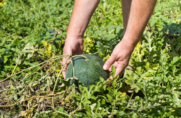 Hands gently pick a ripe watermelon from a garden filled with green vines and leaves. The sunlight brightens the vibrant foliage, showcasing the abundance of summer crops