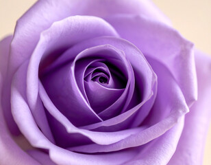 striking close-up photograph captures a single, fully bloomed purple rose with velvety petals spiraling inwards towards the center. Hints of a green stem and leaf are visible against a softly blurred,