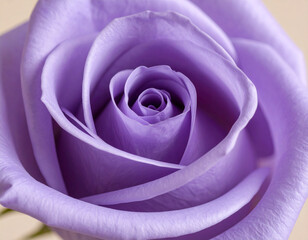 striking close-up photograph captures a single, fully bloomed purple rose with velvety petals spiraling inwards towards the center. Hints of a green stem and leaf are visible against a softly blurred,