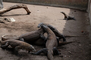 galapagos land iguana