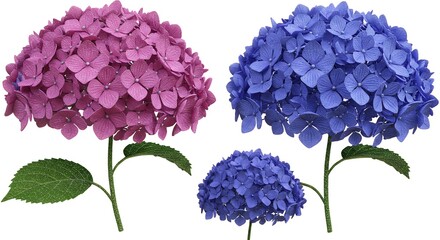 Hydrangea flowers isolated background