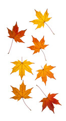 Maple leaf PNG. Autumn fall maple leaves falling down PNG. Orange, yellow and red maple leaf isolated. Fall foliage PNG. Scattered maple leaves falling down for seasonal autumn visuals isolated