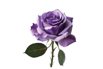 pink rose isolated on white