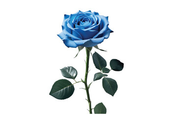 blue rose on white background