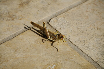 Desert Locust or Grasshopper in Uzbekistan - ウズベキスタン サバクトビバッタ