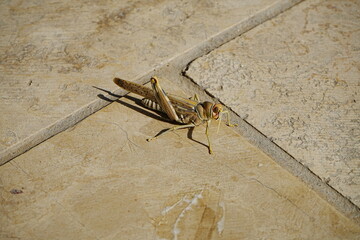 Desert Locust or Grasshopper in Uzbekistan - ウズベキスタン サバクトビバッタ