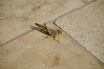 Desert Locust or Grasshopper in Uzbekistan - ウズベキスタン サバクトビバッタ