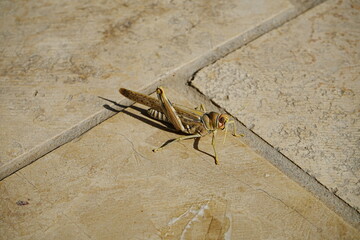 Desert Locust or Grasshopper in Uzbekistan - ウズベキスタン サバクトビバッタ