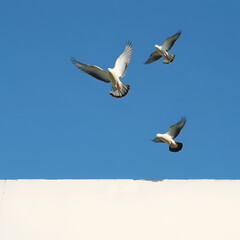 Obraz premium Pigeons Over Paintwork