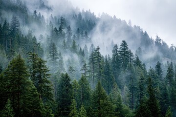 Misty mountain forest scene. Lush green trees densely cover a hillside, shrouded in low clouds