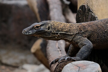 lizard on a rock