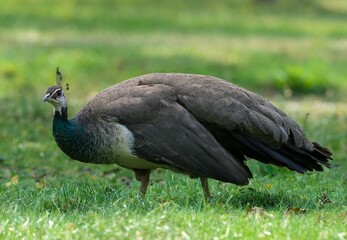 peacock in the grass