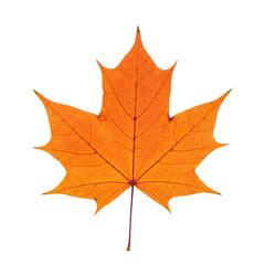 Bright orange maple leaf detailed close-up isolated autumn season symbol of canada and nature transparent background