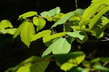 Neoshirakia japonica (Saramju Tree), a deciduous Euphorbiaceae tree with striking autumn colors that brighten Korean mountain forests. Photographed in Korea.