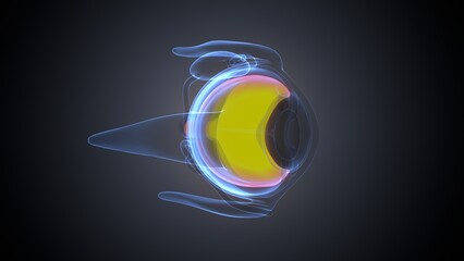 human eye and eyeball anatomy. 3d render