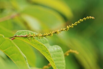 Neoshirakia japonica (Saramju Tree), a large deciduous Euphorbiaceae tree known for smooth bark and brilliant fall colors across Korean forests. Photographed in Korea.