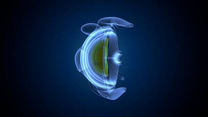 human eye and eyeball anatomy. 3d render