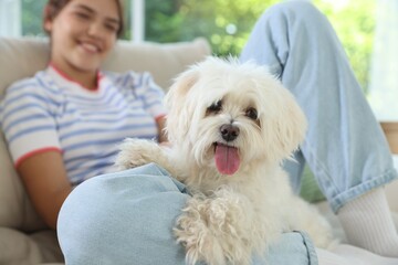 Happy teenage girl with cute Maltese dog on sofa at home, selective focus