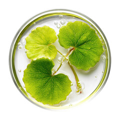 centella asiatica leaf (Gotu Kola) with liquid in a petri dish. [Transparent Background PNG].