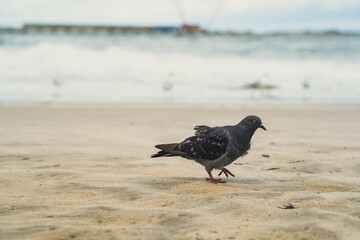 A pigeon strolls across the sandy beach, with gentle waves lapping at the shoreline. The scene is peaceful and showcases nature's simple beauty.