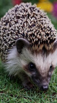 Close-up video of a hedgehog on grass, showcasing its detailed spines and curious eyes. Captured from a low angle with vibrant garden colors in the background.