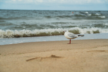 A seagull is perched on the warm sand of a beach, with turbulent waves rolling in from the sea under a partly cloudy sky. The atmosphere captures a serene coastal scene.