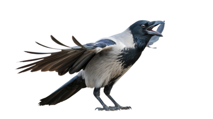 A hoody crow with open beak and spread wings on a white background