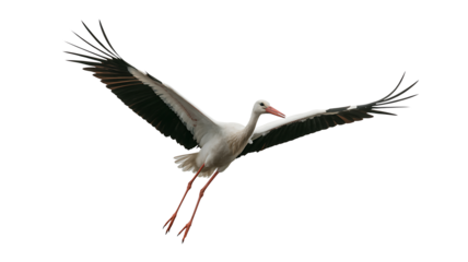 Majestic white stork with wings spread wide in flight against a clean white background.