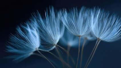 Delicate, light-blue dandelion seeds against a dark background