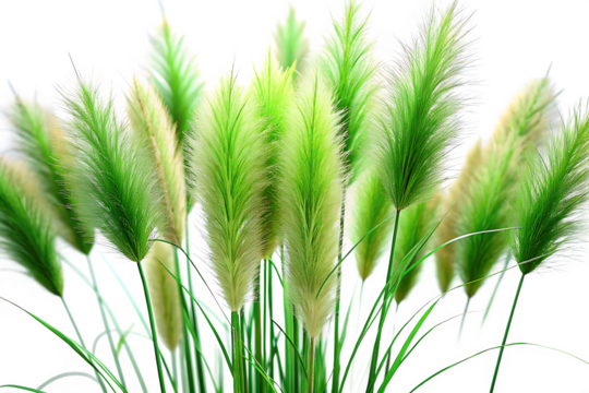 A cluster of feathery green ornamental grass plumes with soft white tips against a black background